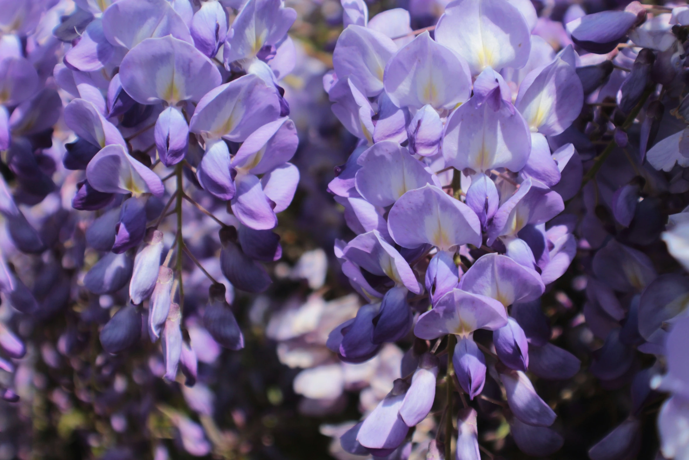 purple flowers are blooming on the bush outside