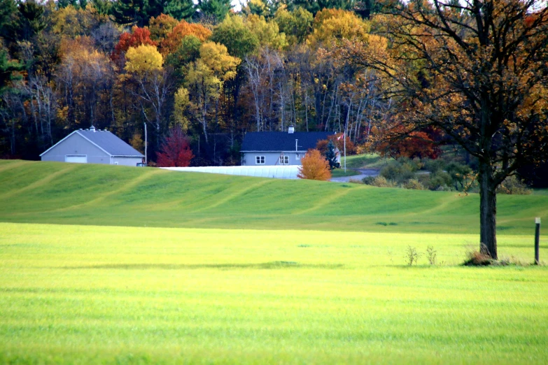 the green field is full of autumn leaves