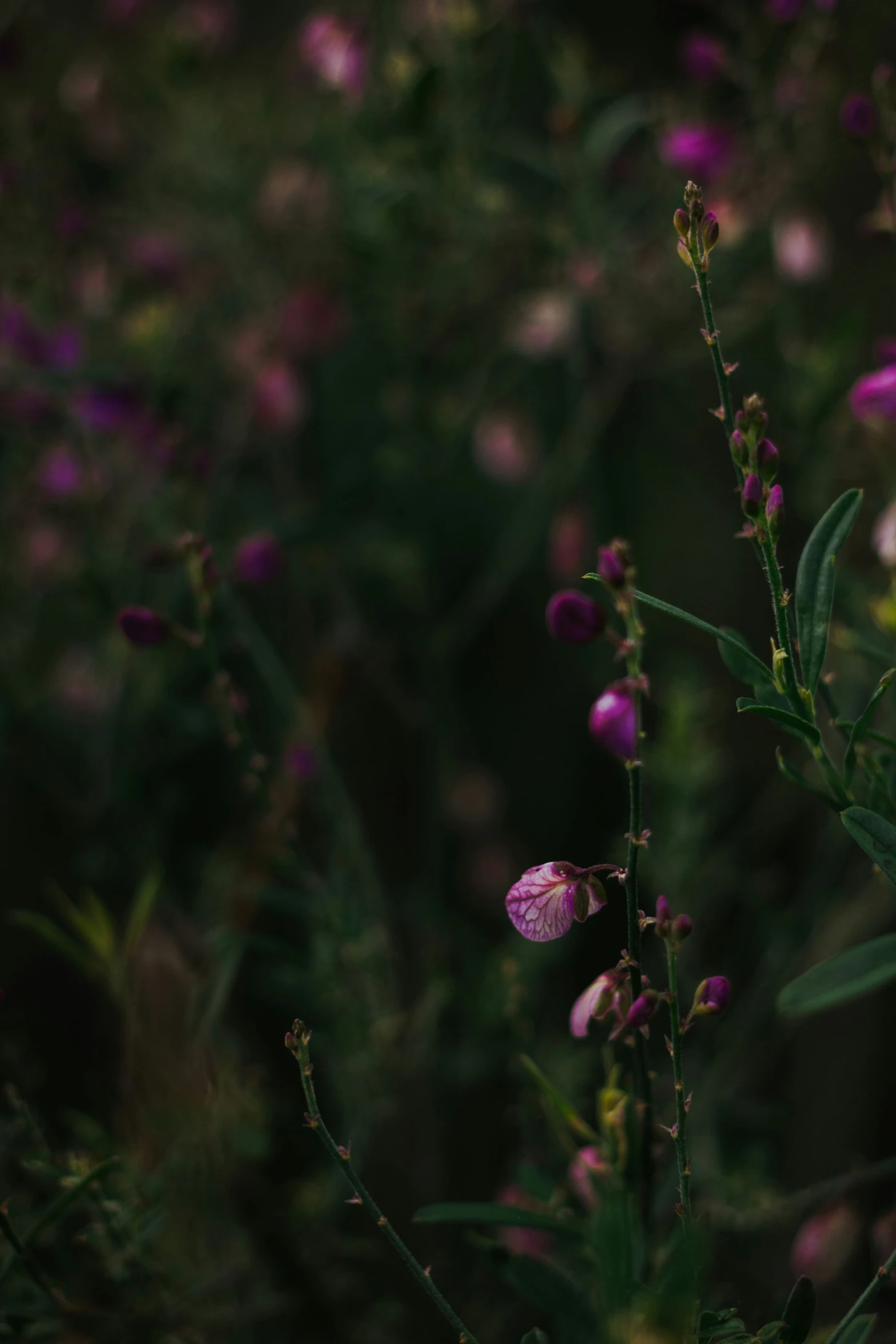 purple flowers are growing in a field near trees