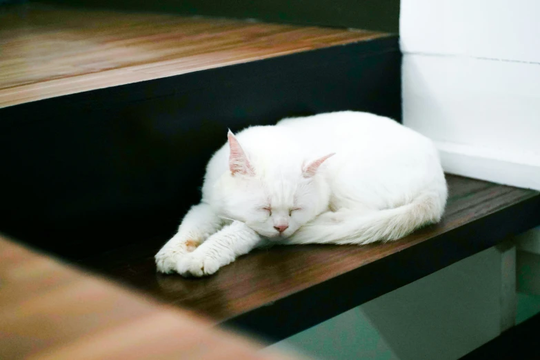 a white cat curled up sleeping on some stairs