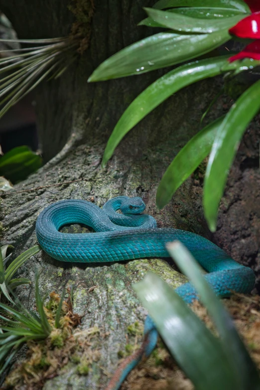 a blue - colored snake is resting on the nch of a tree