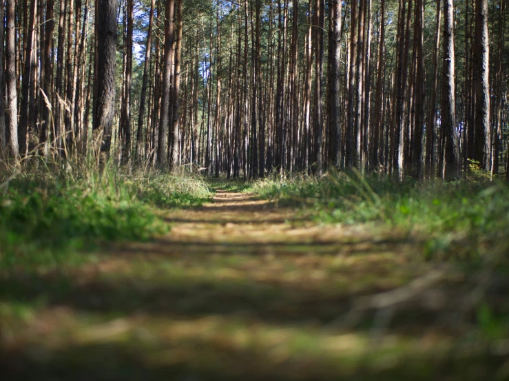 the image is of a very narrow road in the woods