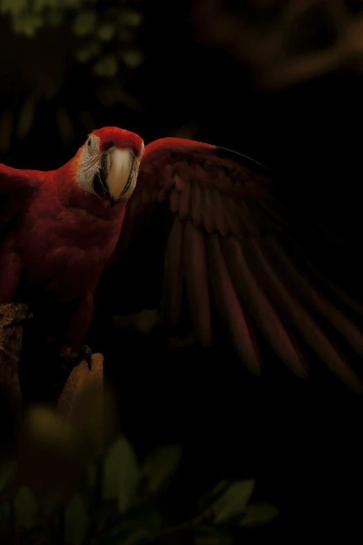 a red bird sitting on top of a wooden nch