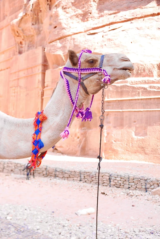 a white camel wearing some colorful beads and sitting in the desert