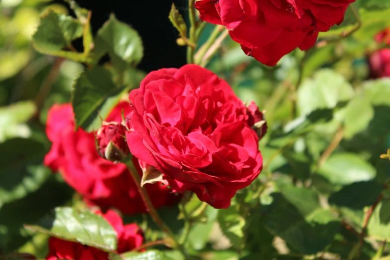 there is a beautiful red rose in the sun