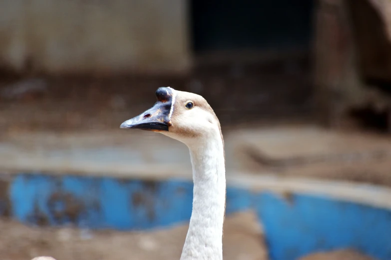 the bird has long neck and beak with orange eyes