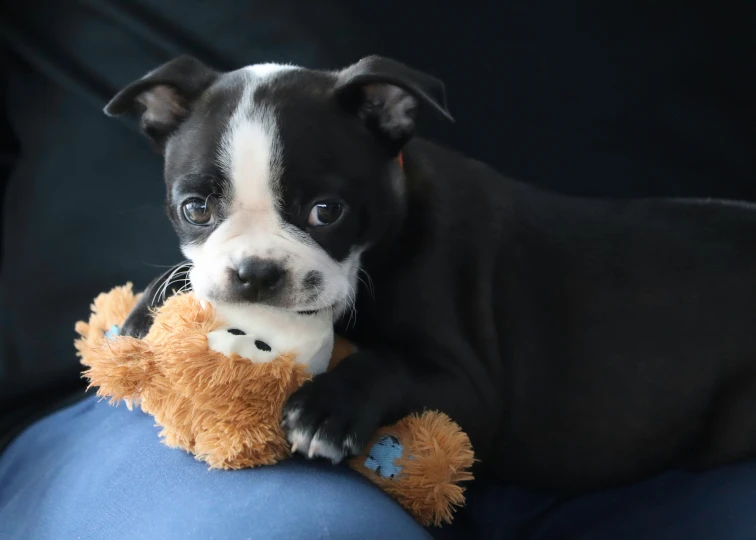 a dog that is sitting down holding a teddy bear