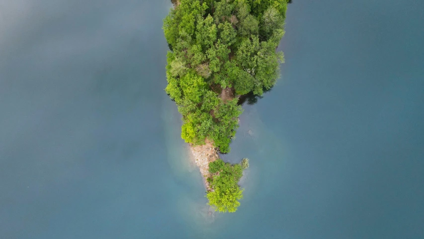 an island of trees on the water, near a boat