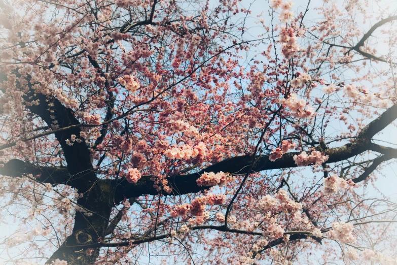 a very pretty pink tree with lots of pink flowers