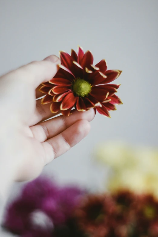 a hand holding a flower that is red and yellow