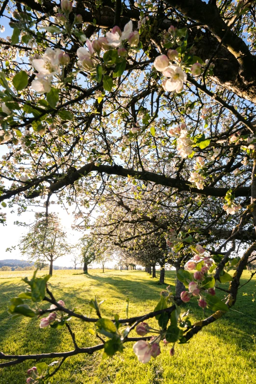 the sun shines through the blossoms on a tree