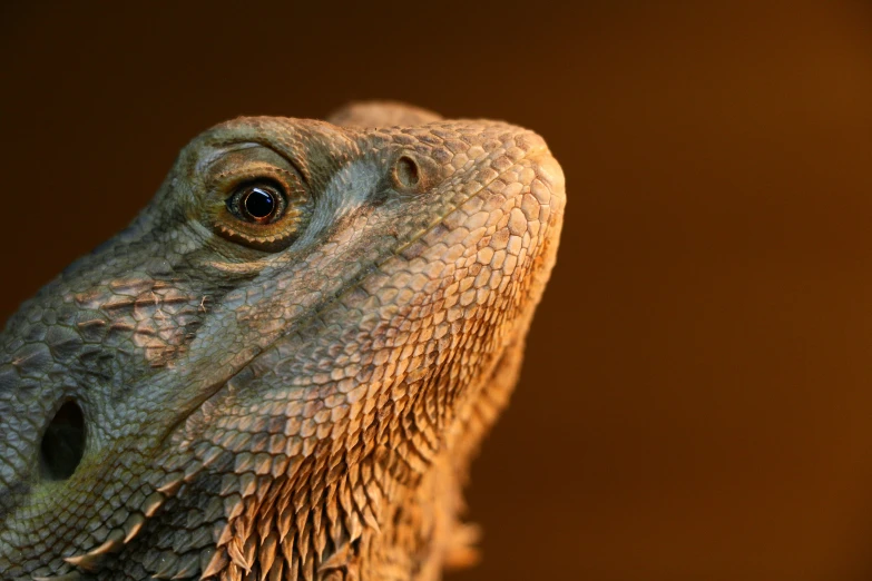 a close up po of an animal with an open mouth