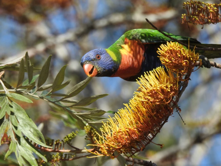 a colorful bird perched on top of a leafy tree