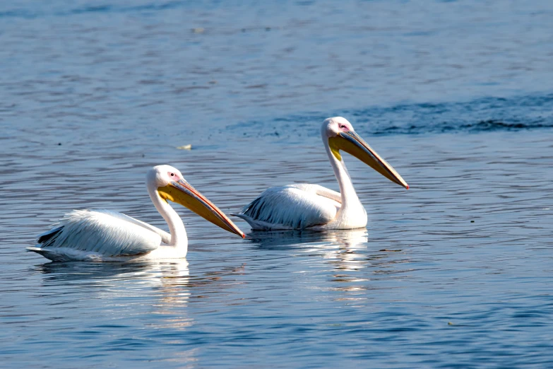 two pelicans are swimming on the water,