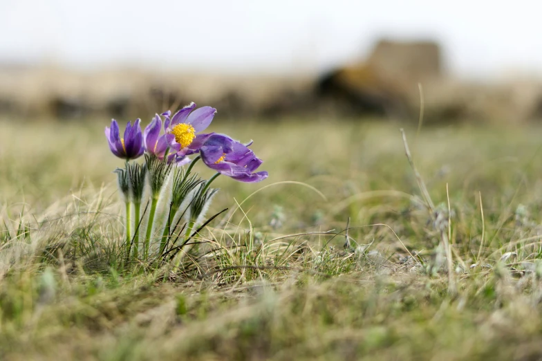 two purple flowers are in some grass near other plants