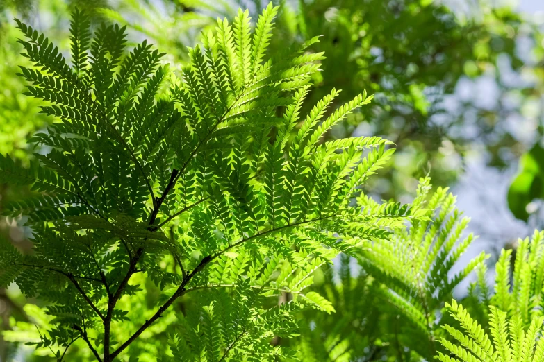 a green plant with lots of leaves near water