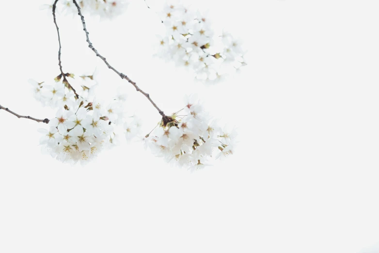 white blossoms are on the nches of a tree