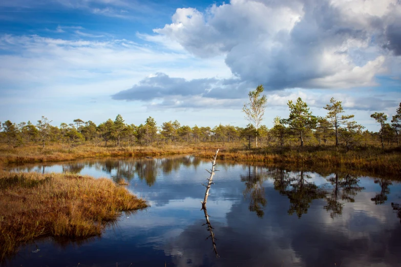 a view of water with trees in the background