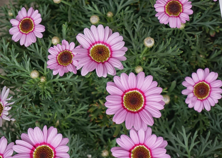 the very pretty pink flowers are growing close together