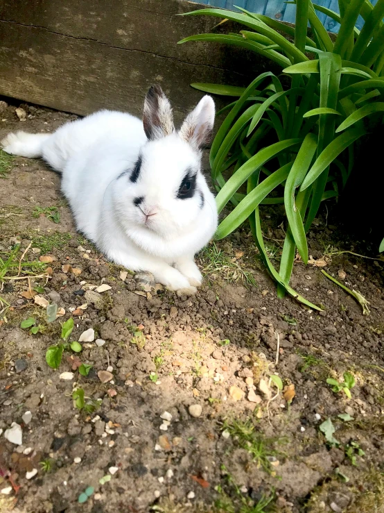 a small rabbit is laying on the ground