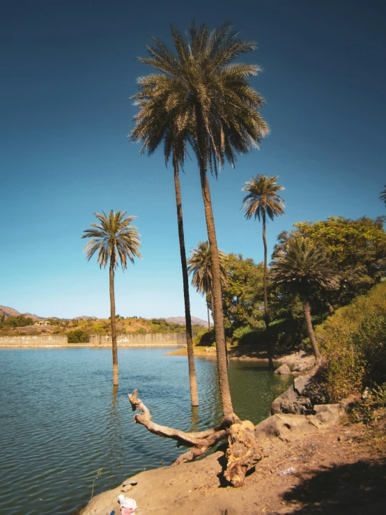 a small body of water surrounded by trees