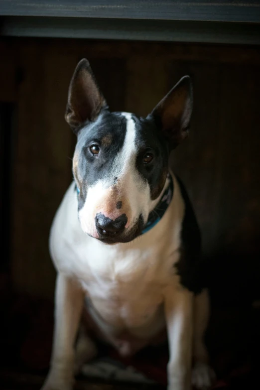 a dog sitting in the shade with a wooden floor