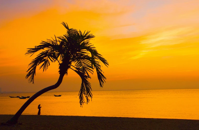 a silhouette of a palm tree is on a beach at sunset