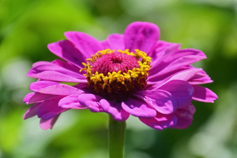 closeup of a purple flower in a garden