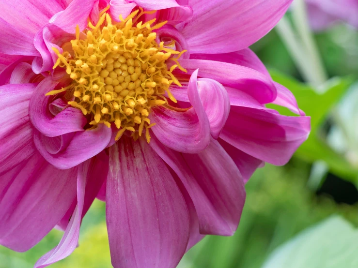 a large purple flower has a yellow center