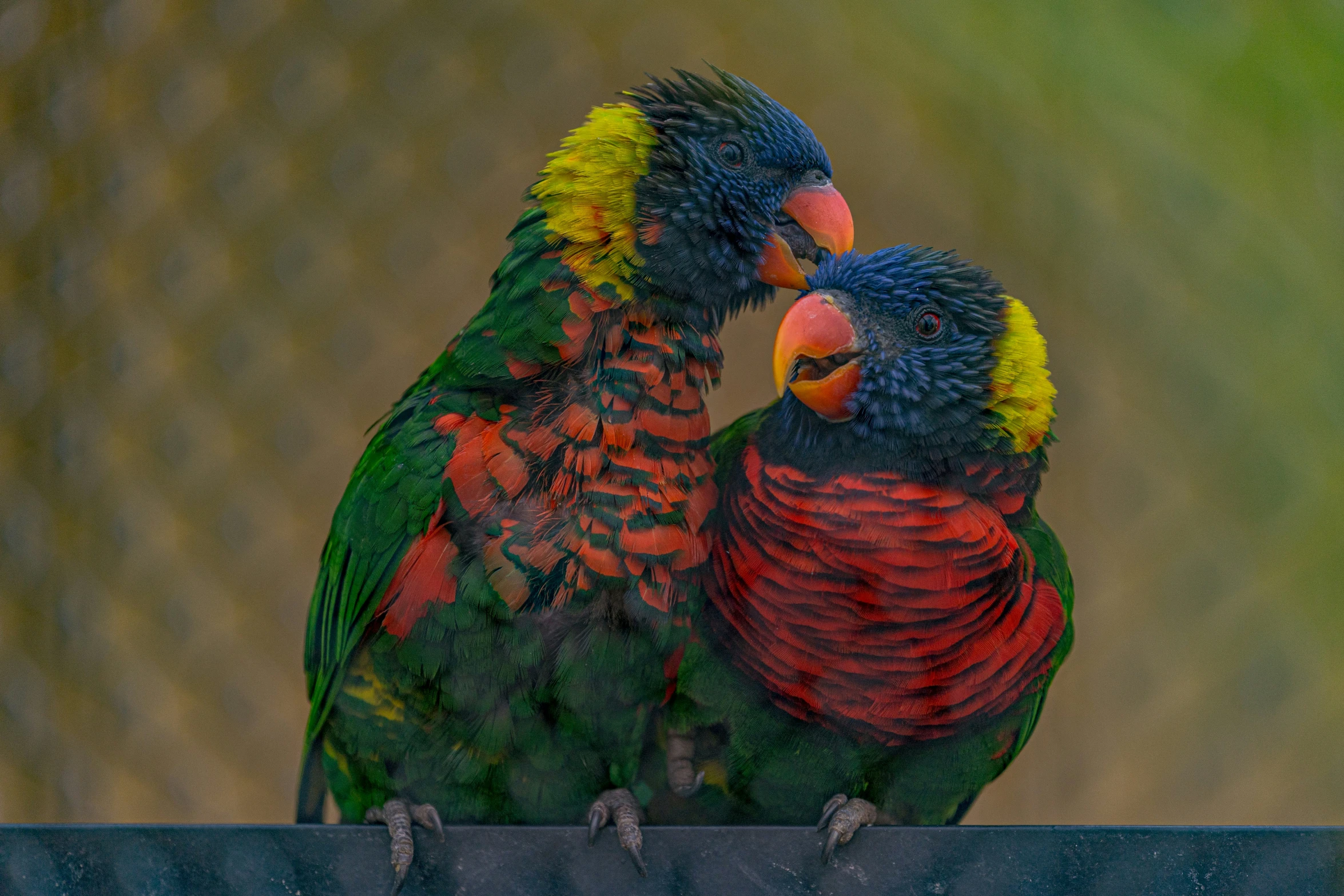 two colorful birds are perched next to each other