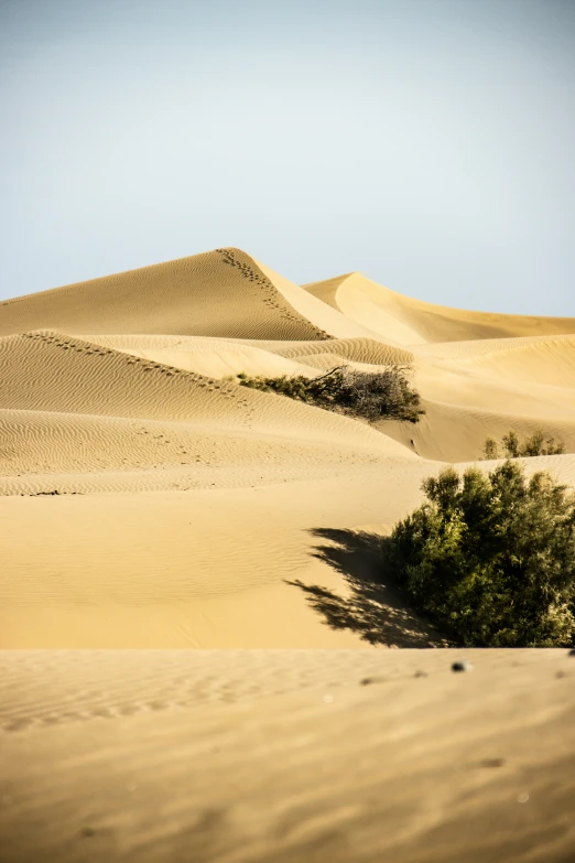 a landscape pograph of a tree in the desert