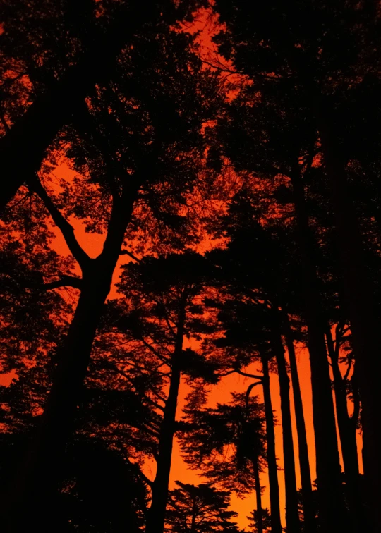 silhouettes of tall trees in a park at sunset