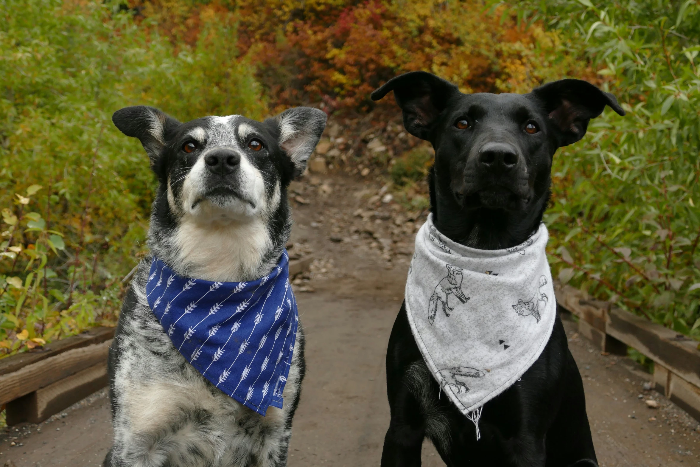 two dogs are sitting in the road and one has a bandana around its neck