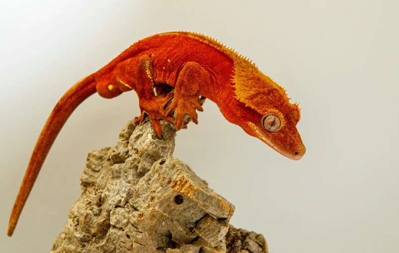 a close up of a geckoe on a rock