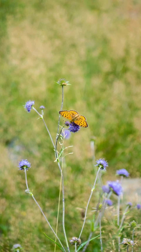 a erfly on purple flowers in the grass