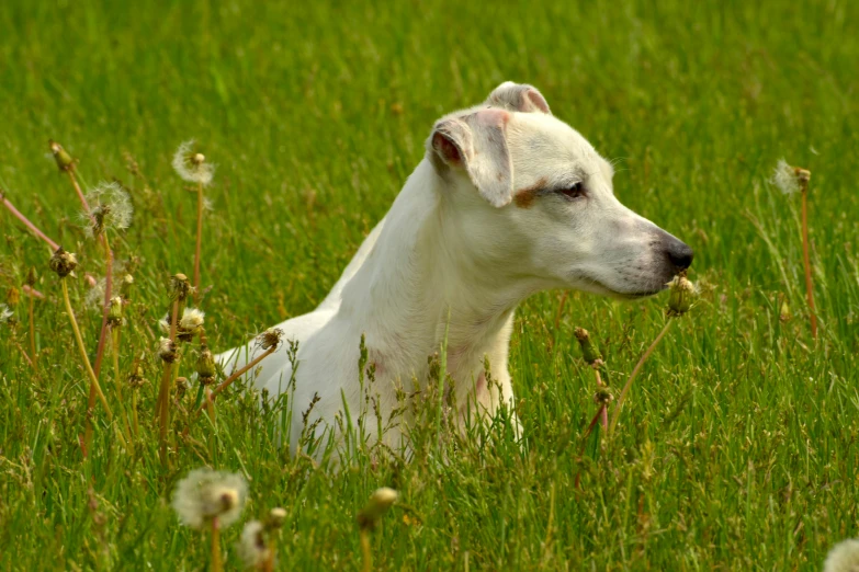 the white dog is looking to its left while lying in the green field