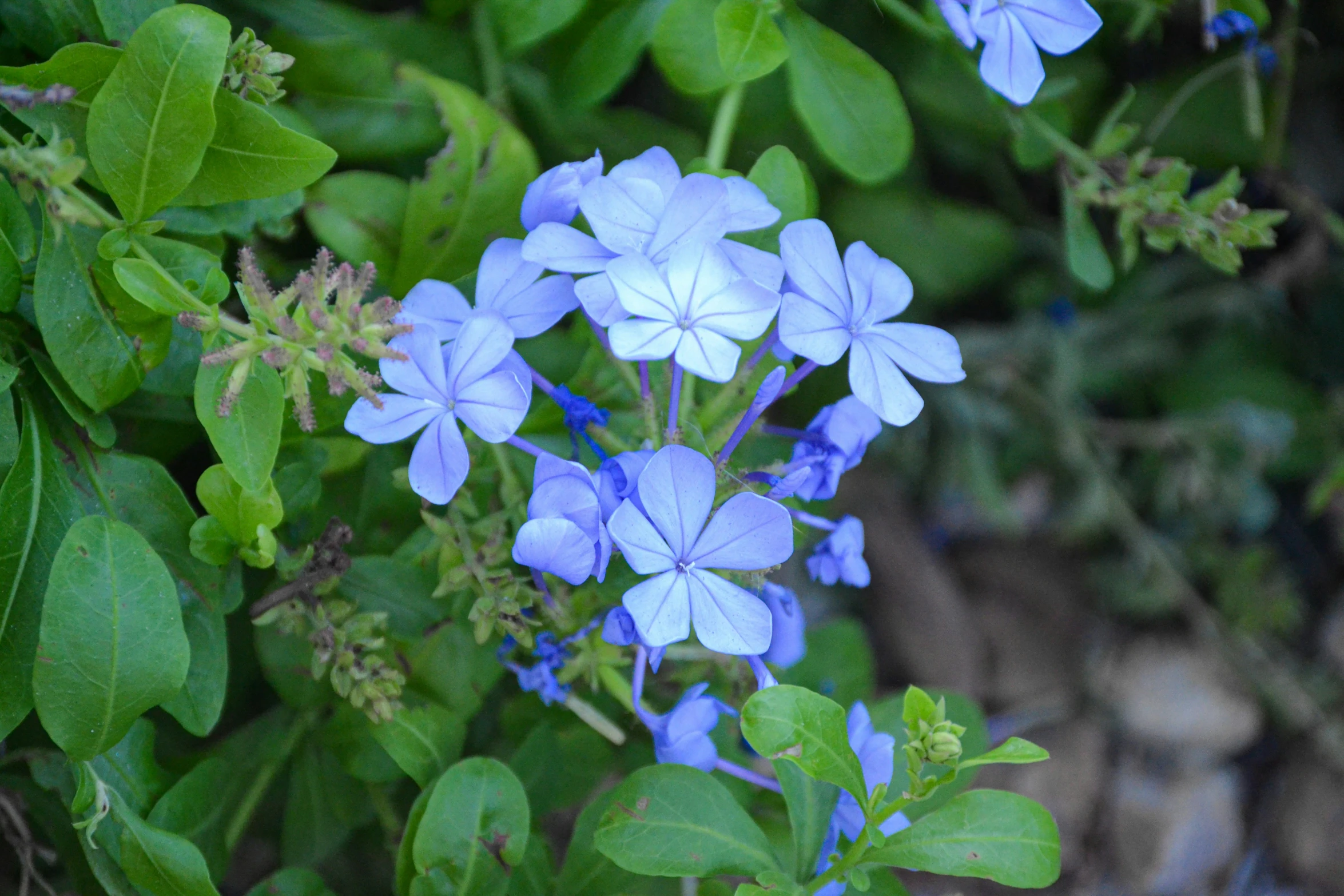 closeup of blue flowers in a garden