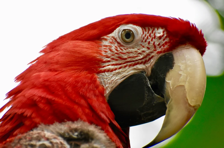 a parrot with red feathers stands near leaves