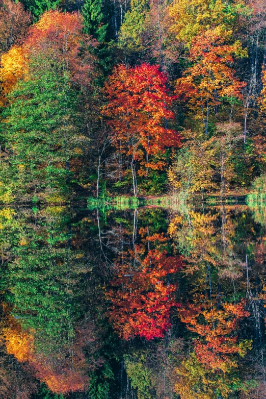 autumn foliage on the surface of water reflecting colorful trees