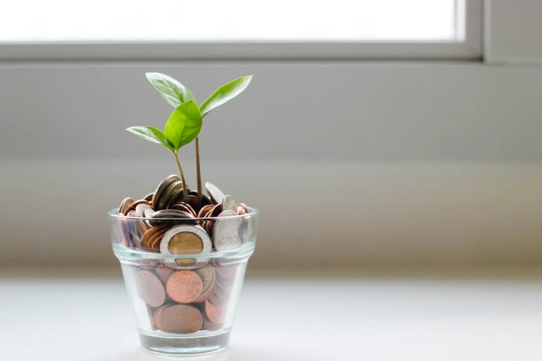 money and a plant on the table beside a window