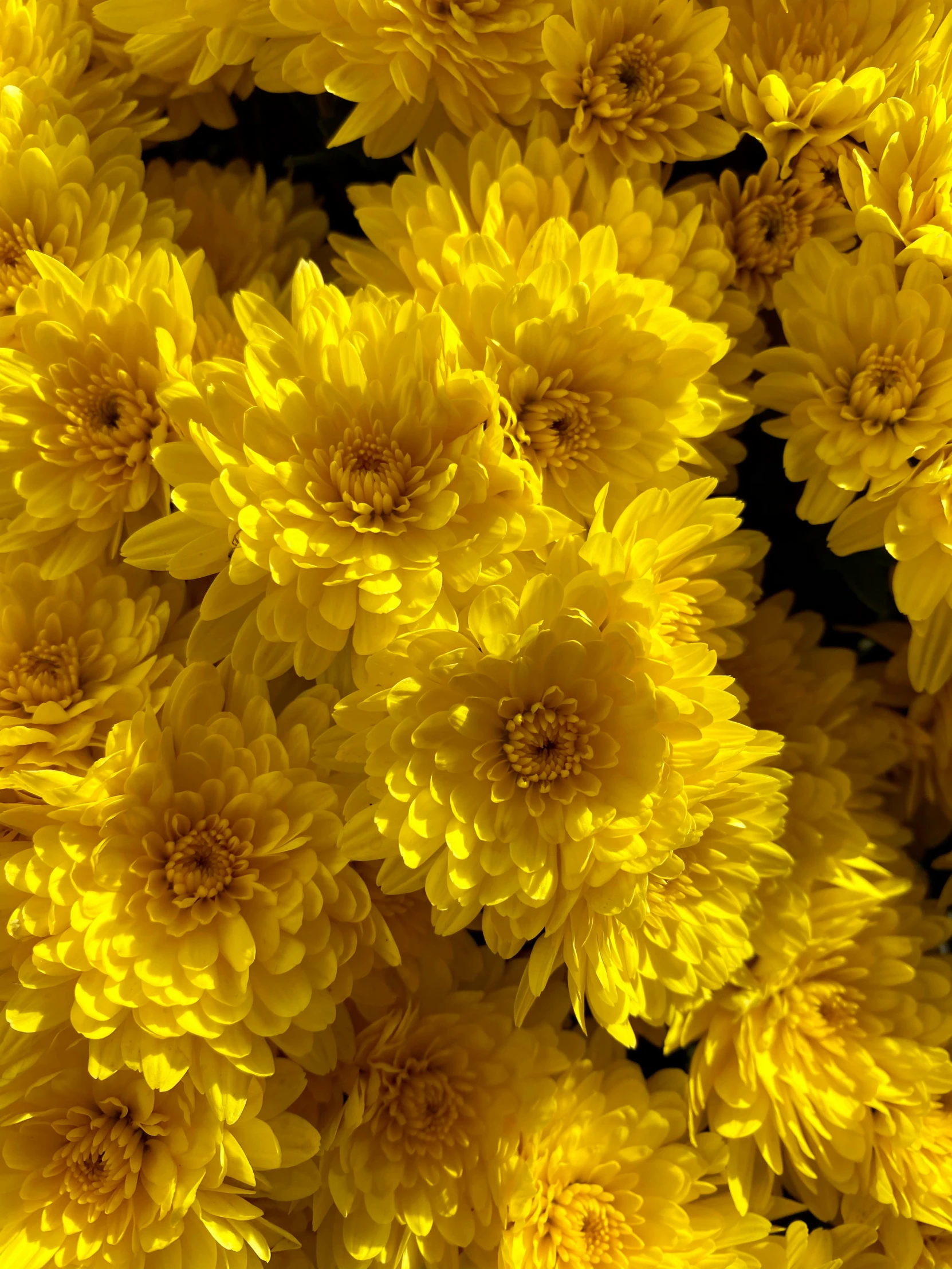 many yellow flowers with large leaves near each other