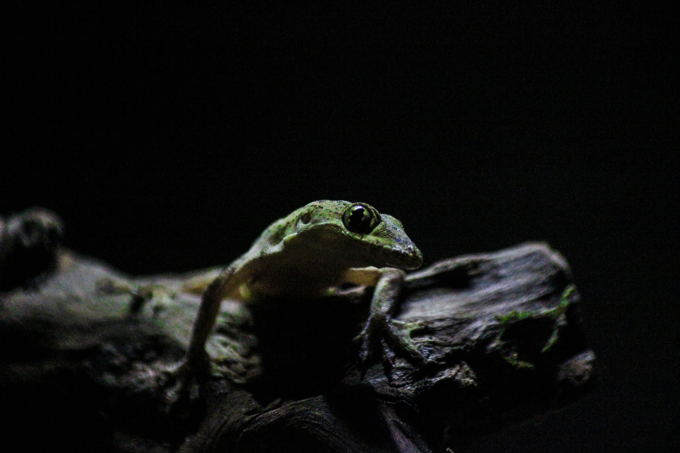 a frog sitting on top of a tree nch