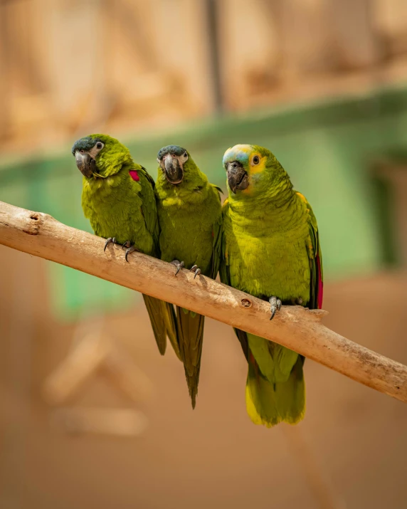 two green parrots are sitting on the nch