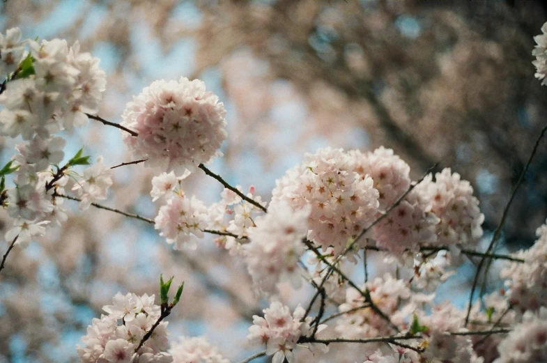 the blossoms on the tree are out in the cold