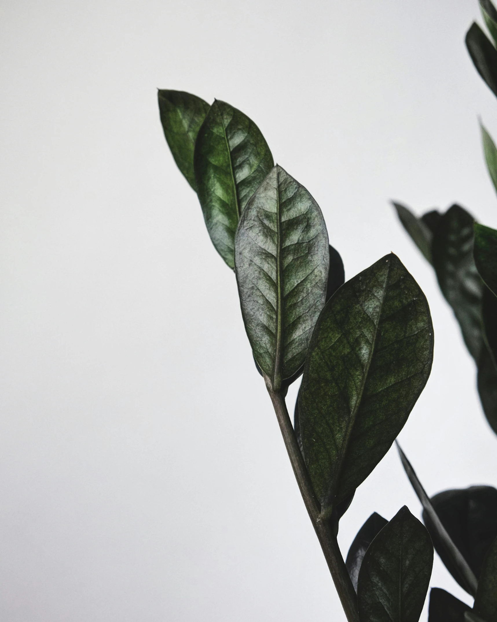 a large green leaf on top of a tree nch