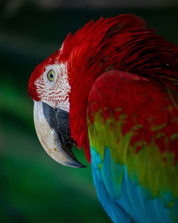 closeup of red, blue and green macaw's face