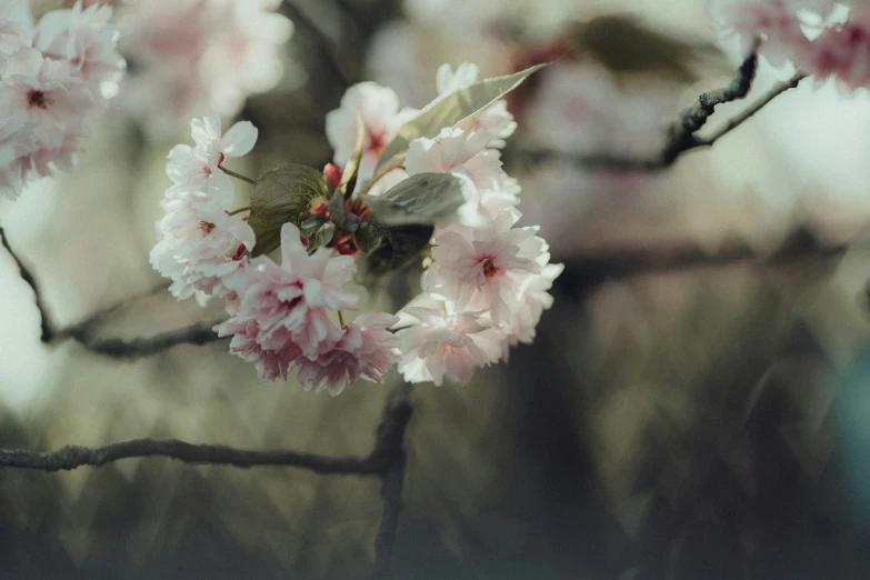 this is a blurry po of some flowers on trees