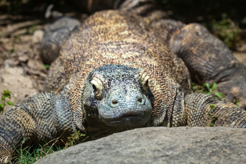 a large brown lizard sitting on top of a field