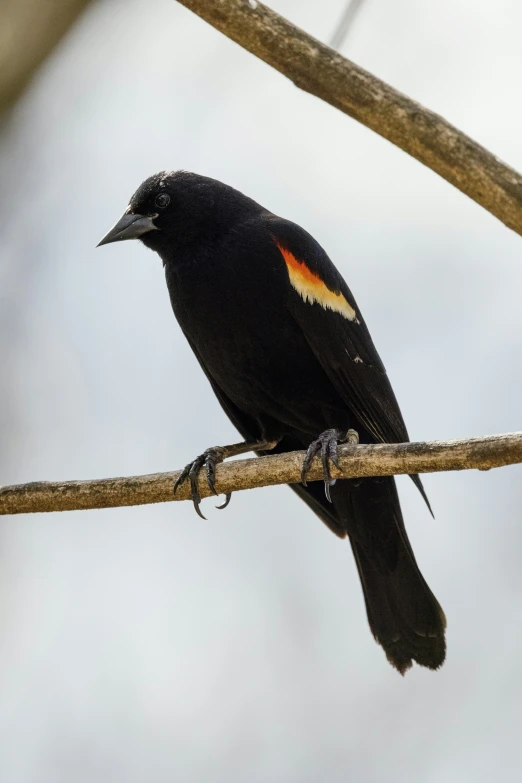 a large bird is perched on a nch