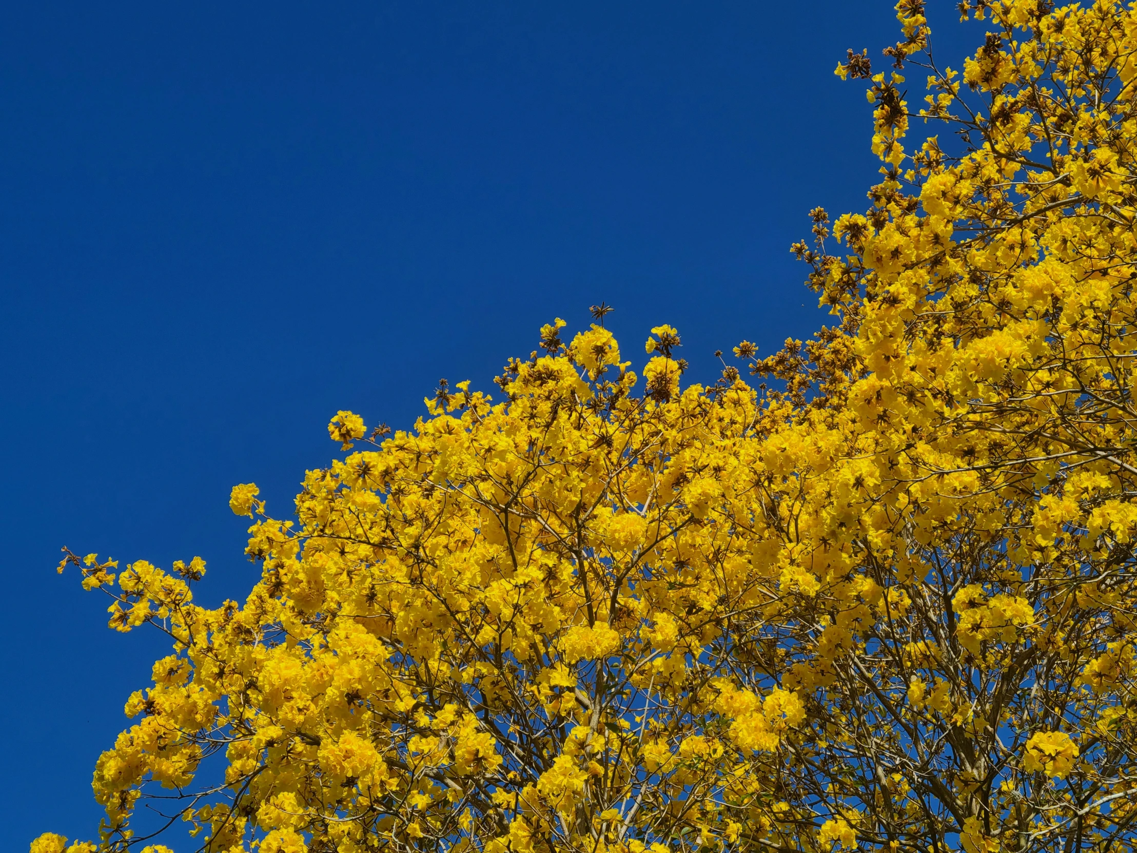 yellow tree nches in front of the blue sky